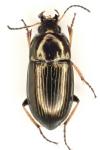 Amara plebeja