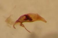 Asaphidion flavipes