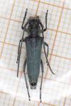 Opsilia coerulescens