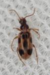 Notoxus monoceros