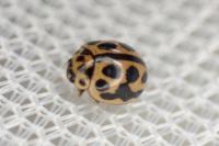 Tytthaspis sedecimpunctata