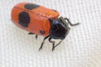 Clytra laeviuscula