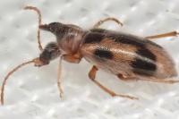 Notoxus monoceros