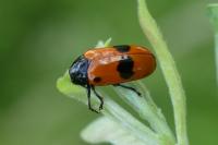 Clytra laeviuscula