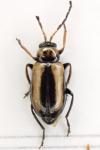 Calomicrus circumfusus