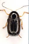 Cryptocephalus flavipes