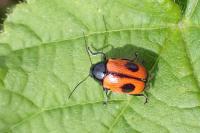 Cryptocephalus bipunctatus