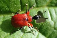 Apoderus coryli