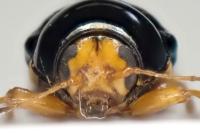 Cryptocephalus flavipes