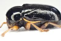 Cryptocephalus flavipes