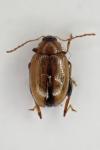 Psylliodes affinis