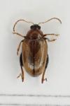 Psylliodes affinis