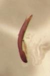 Psylliodes affinis