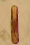 Psylliodes affinis