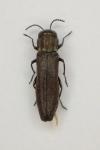 Agrilus olivicolor