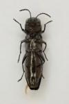Agrilus olivicolor