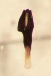 Agrilus olivicolor