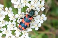 Trichodes alvearius
