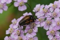 Stenurella melanura