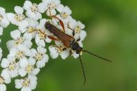 Stenopterus rufus
