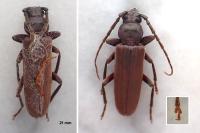 Arhopalus rusticus