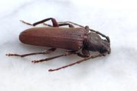 Arhopalus rusticus
