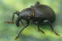 Liparus coronatus