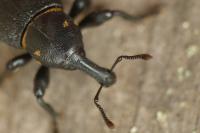 Liparus coronatus