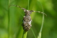Mesosa nebulosa