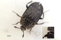 Thanatophilus sinuatus
