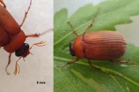 Serica brunnea