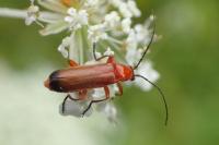 Rhagonycha fulva