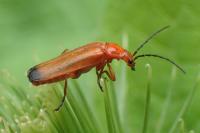 Rhagonycha fulva