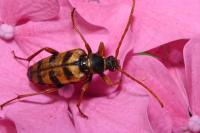 Leptura aurulenta