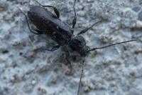 Hylotrupes bajulus