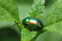 Chrysolina fastuosa