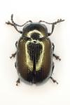 Phratora vitellinae