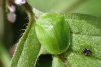 Cassida viridis