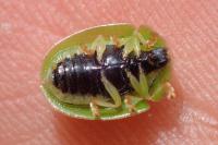 Cassida viridis