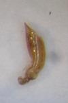Phratora vitellinae