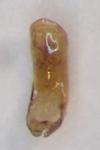 Phratora vitellinae