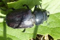 Lucanus cervus