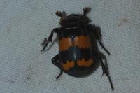 Nicrophorus investigator