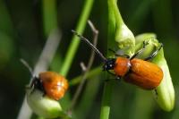 Exosoma lusitanicum