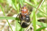 Amphimallon atrum