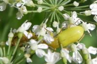 Cteniopus sulphureus