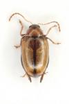 Psylliodes affinis
