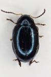 Psylliodes