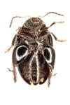 Psylliodes
