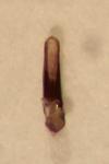 Psylliodes affinis